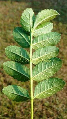  Leaf (Abaxial View)
